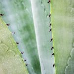 aloes w pielęgnacji