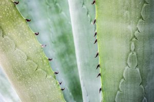 aloes w pielęgnacji